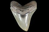 Serrated, Fossil Megalodon Tooth - Collector Quality #86272-1